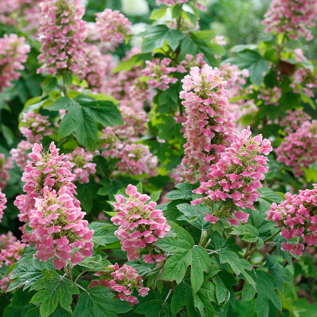 Proven Winners® Gatsby Pink® Oakleaf Hydrangea Shrub - Image 4