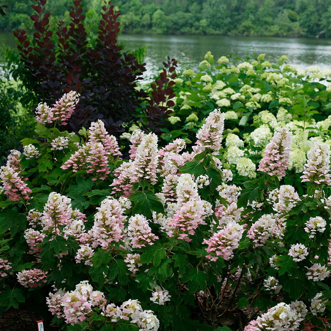 Proven Winners® Gatsby Pink® Oakleaf Hydrangea Shrub - Image 5