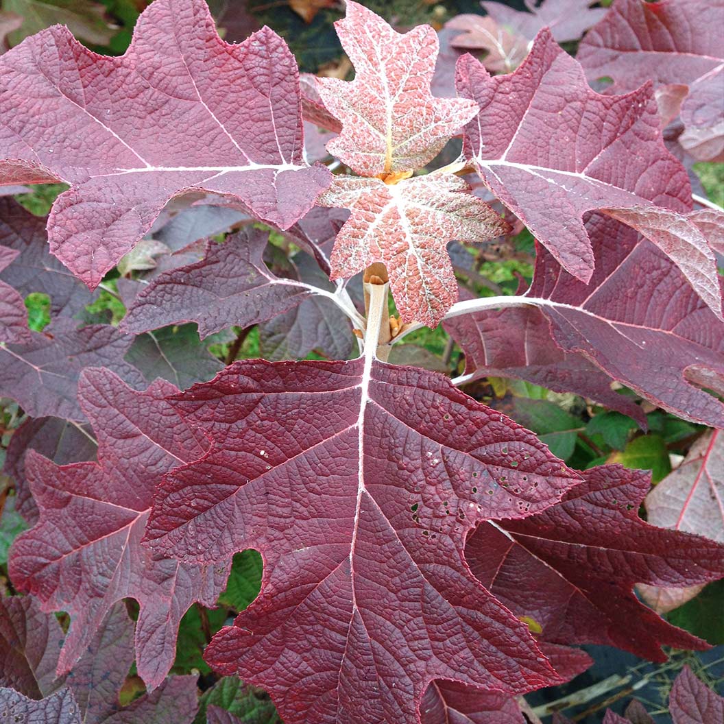 Proven Winners® Gatsby Pink® Oakleaf Hydrangea Shrub - Image 6