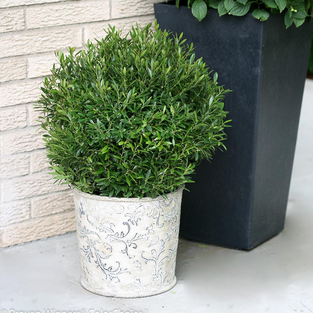 Proven Winners® Gem Box® Holly Shrub - Image 3