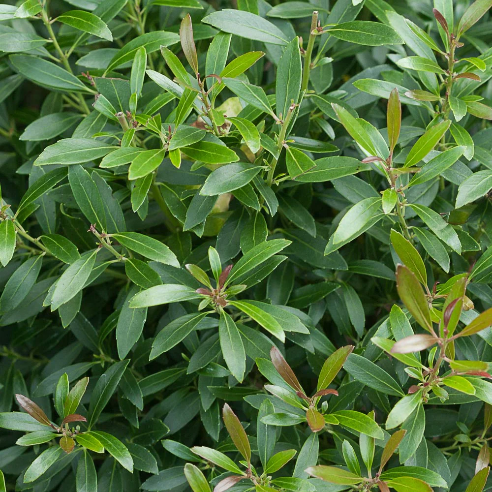 Proven Winners® Gem Box® Holly Shrub - Image 4