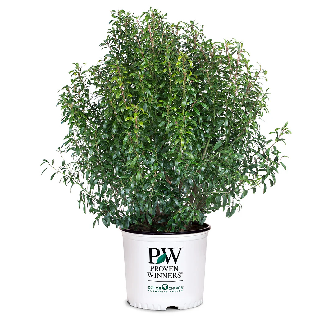 Proven Winners® Gem Box® Holly Shrub - Image 5