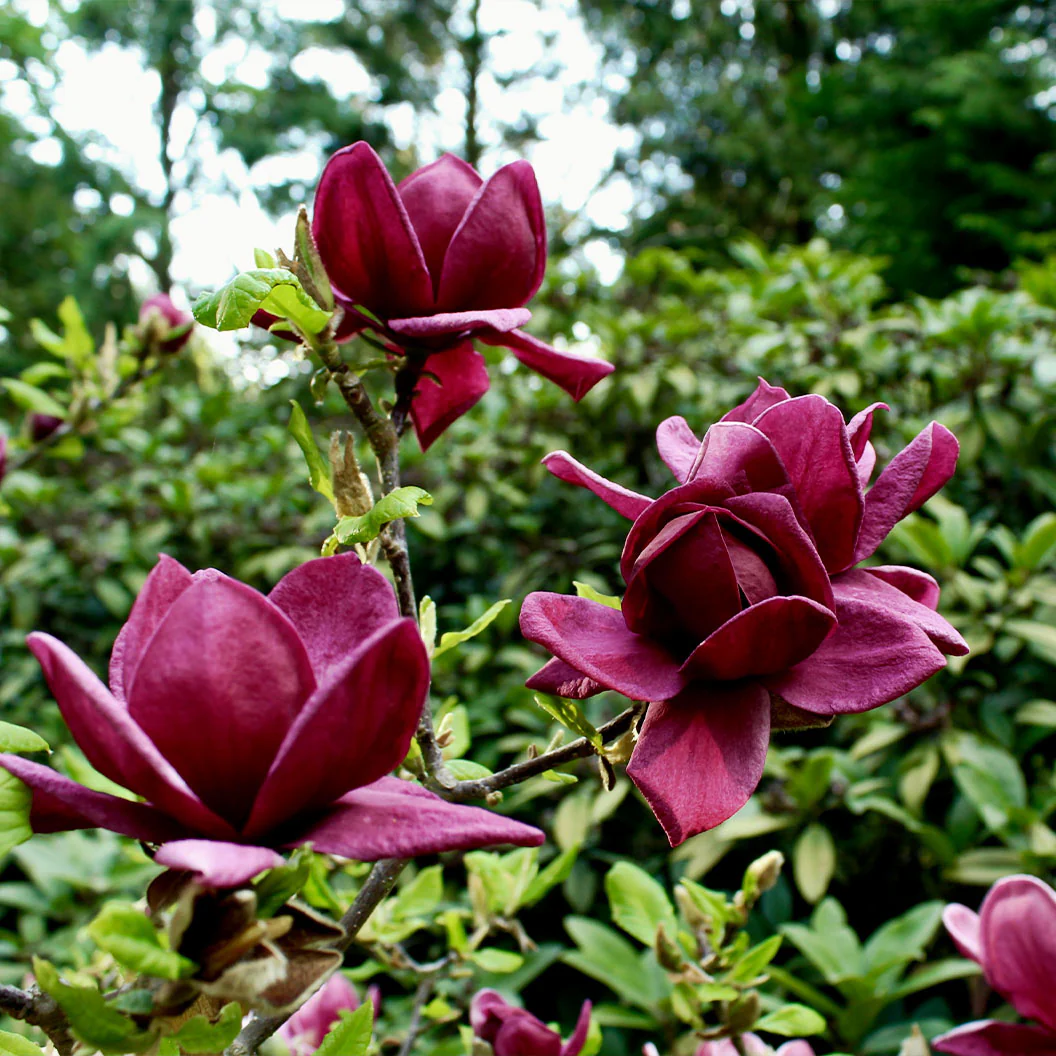 Genie Magnolia Tree - Image 2