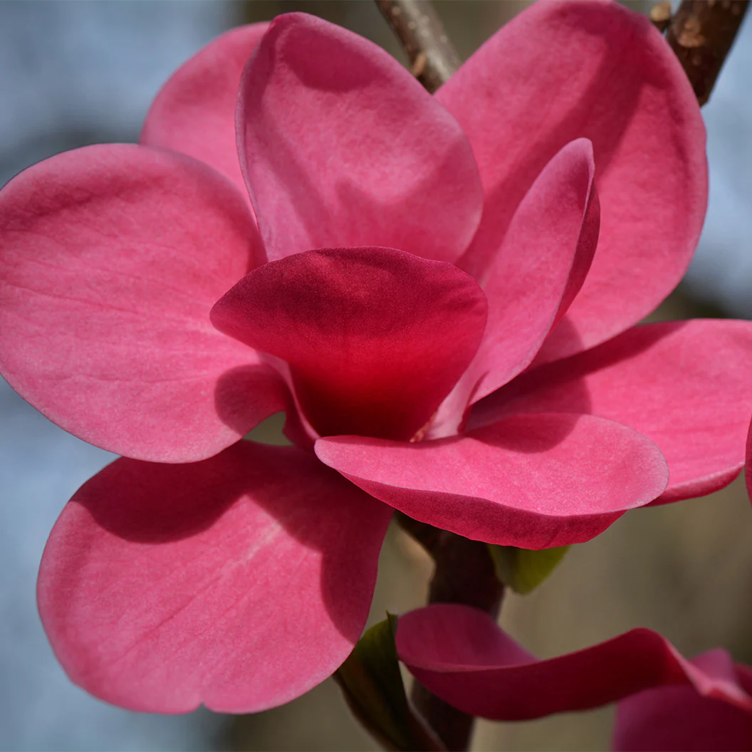 Genie Magnolia Tree - Image 3