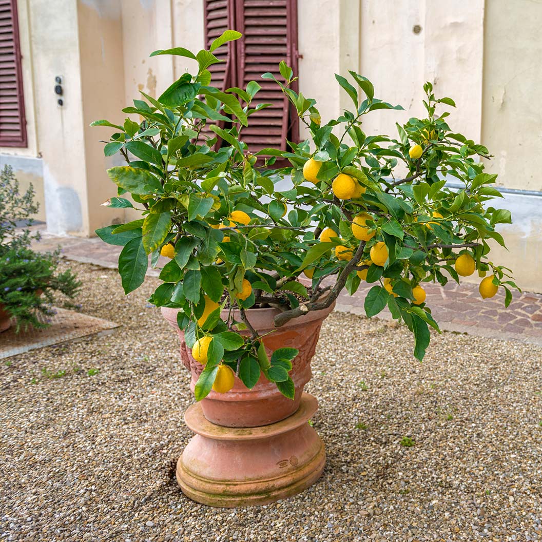 Genoa (Italian) Lemon Tree - Image 2