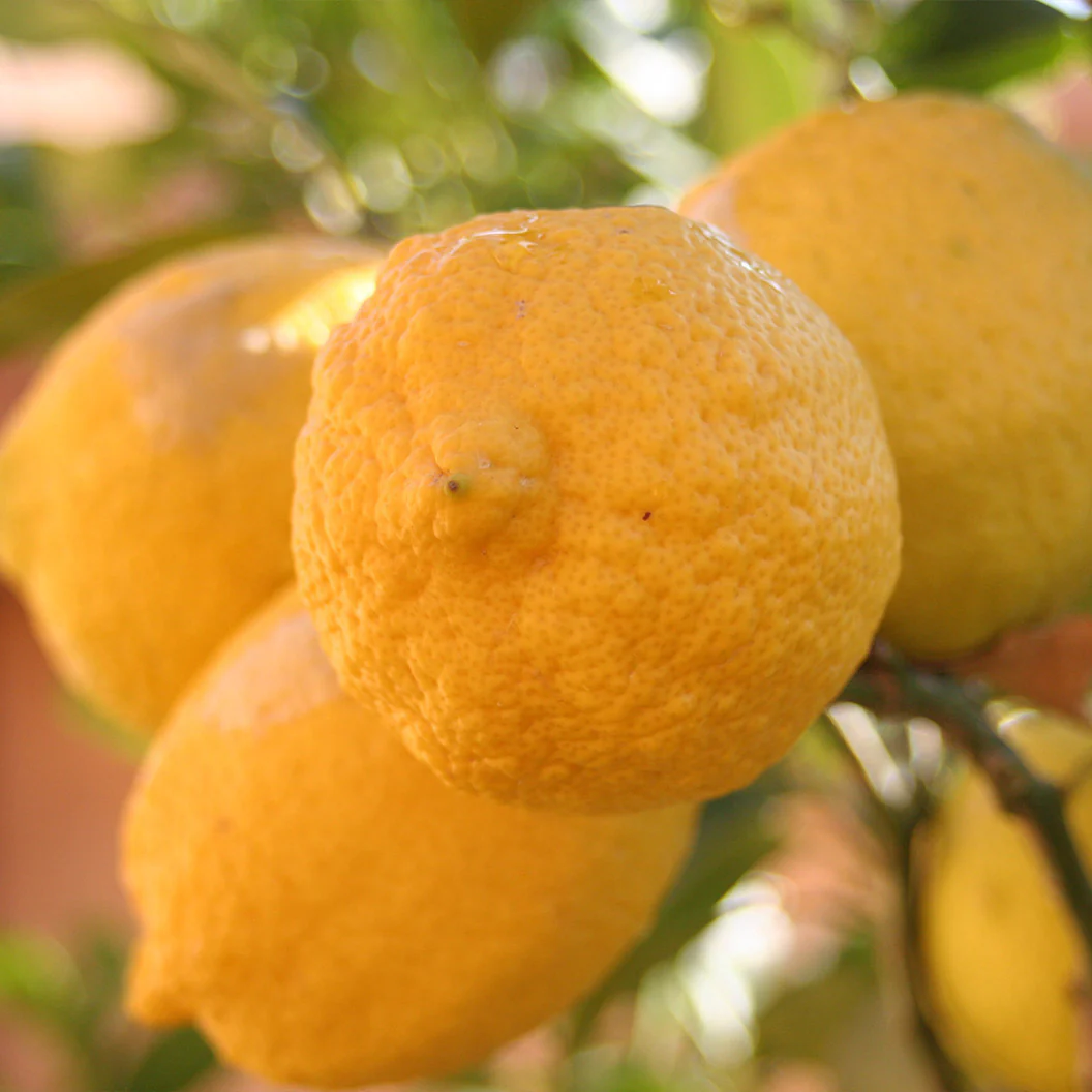 Genoa (Italian) Lemon Tree - Image 3