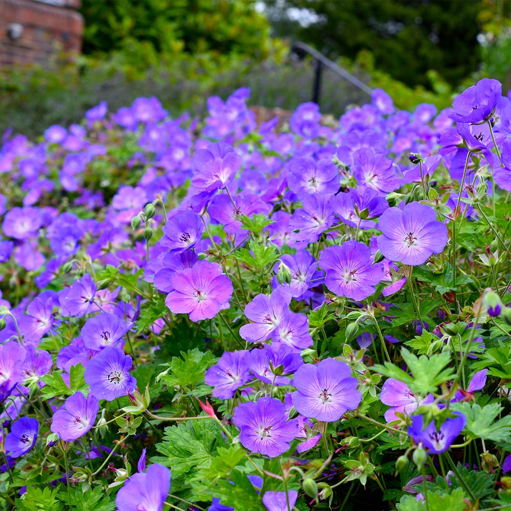Geranium Rozanne - Image 2