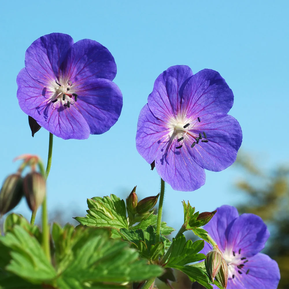 Geranium Rozanne - Image 3