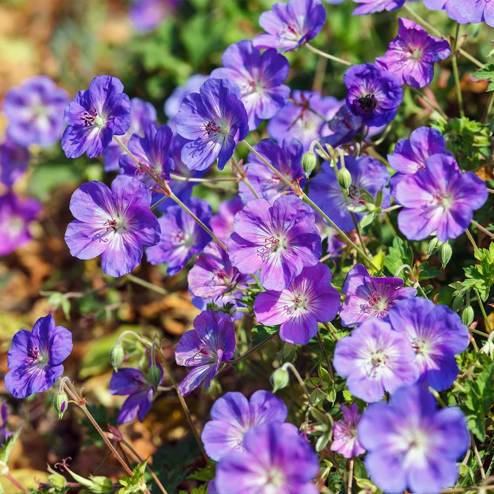 Geranium Rozanne - Image 4