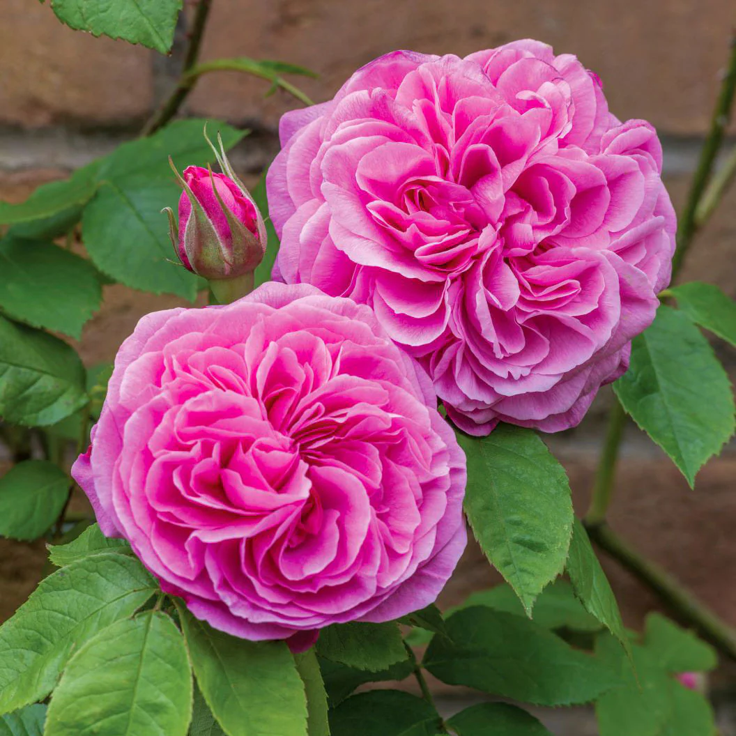 David Austin® Gertrude Jekyll® Rose Shrub - Image 3