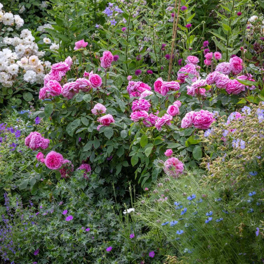 David Austin® Gertrude Jekyll® Rose Shrub - Image 4