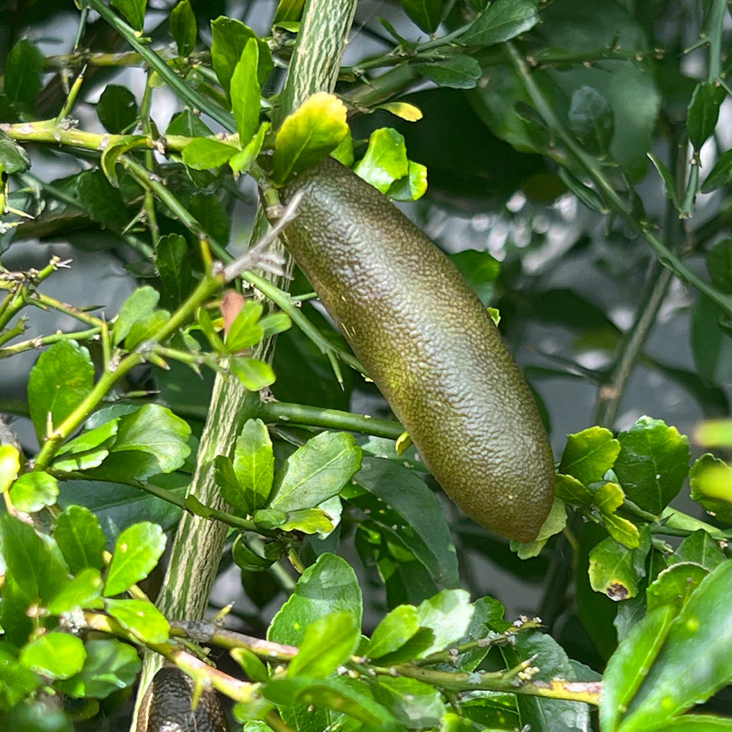 Giant Finger Lime Tree - Image 3