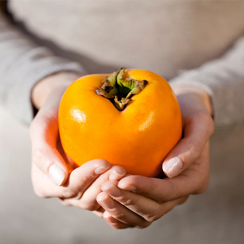 Giant Fuyu Persimmon Tree - Image 2
