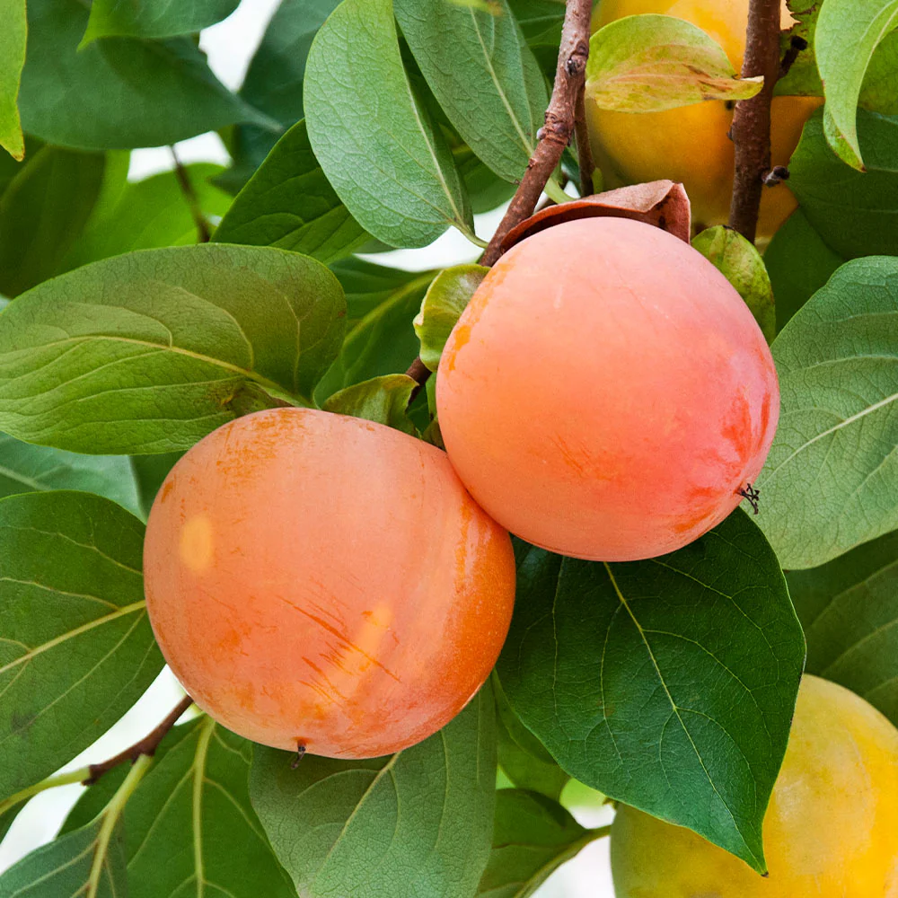 Giant Fuyu Persimmon Tree - Image 4