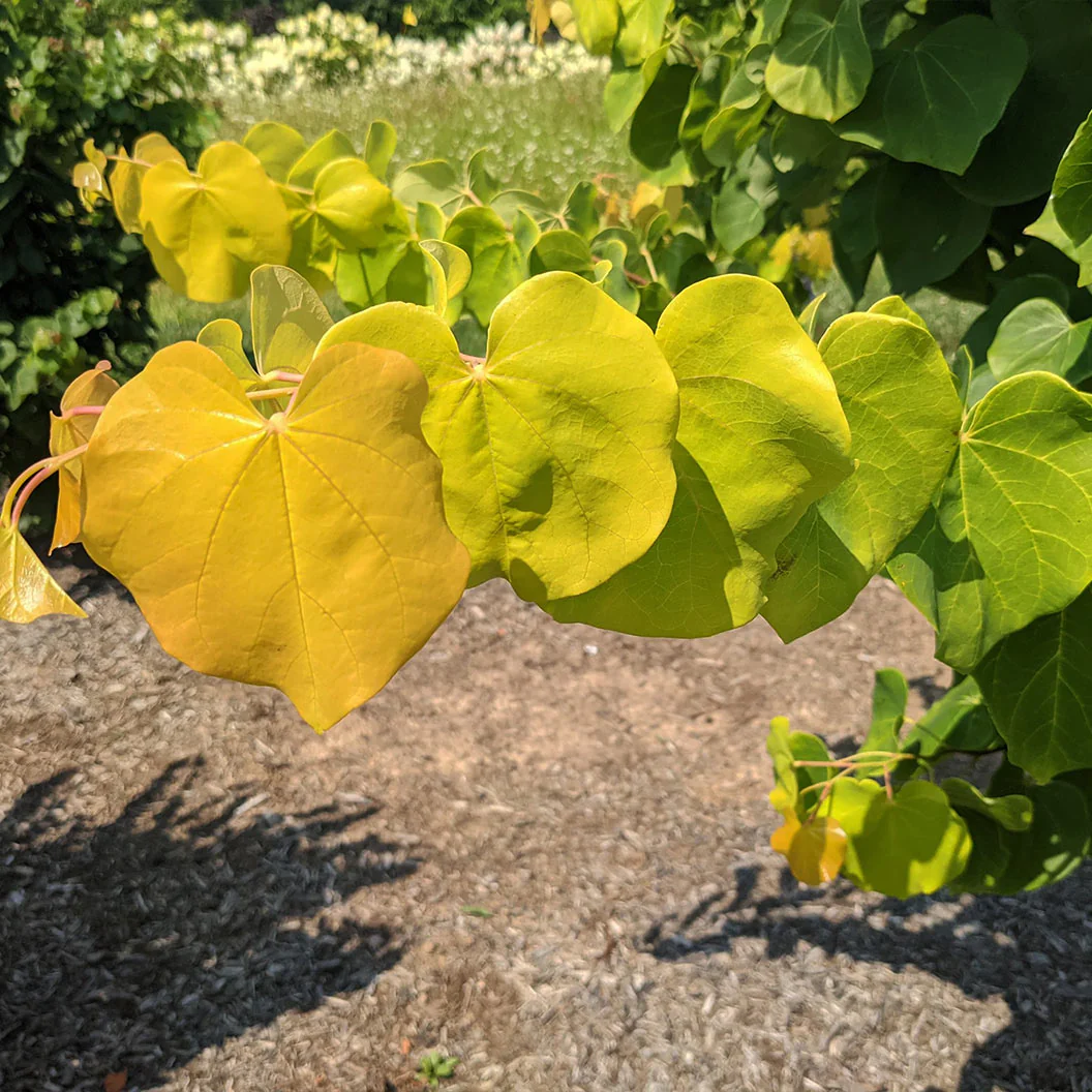 Gilded Hearts® Texas Redbud Tree - Image 2