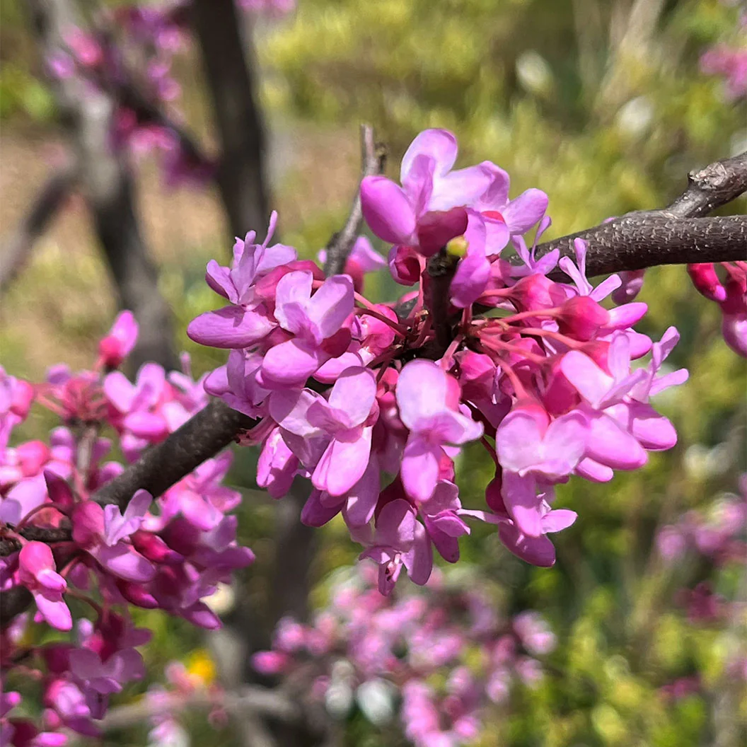 Gilded Hearts® Texas Redbud Tree - Image 3