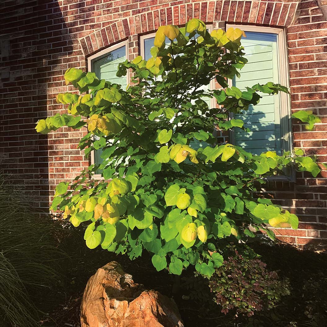 Gilded Hearts® Texas Redbud Tree - Image 4
