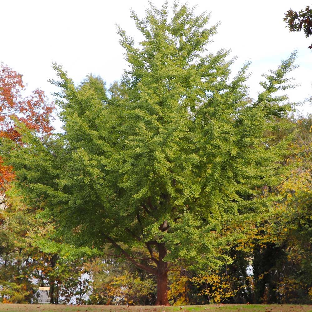 Ginkgo Tree - Image 5