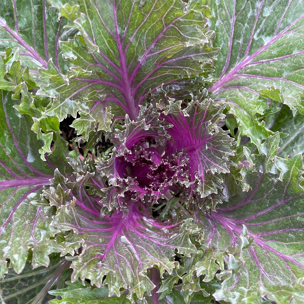 Glamour Red Ornamental Kale - Image 3