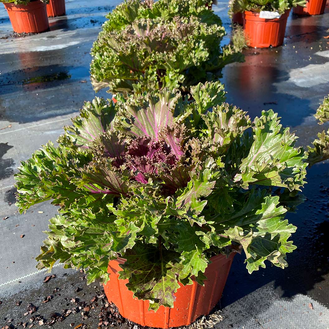 Glamour Red Ornamental Kale - Image 4