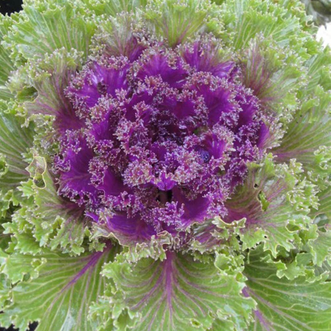Glamour Red Ornamental Kale - Image 5