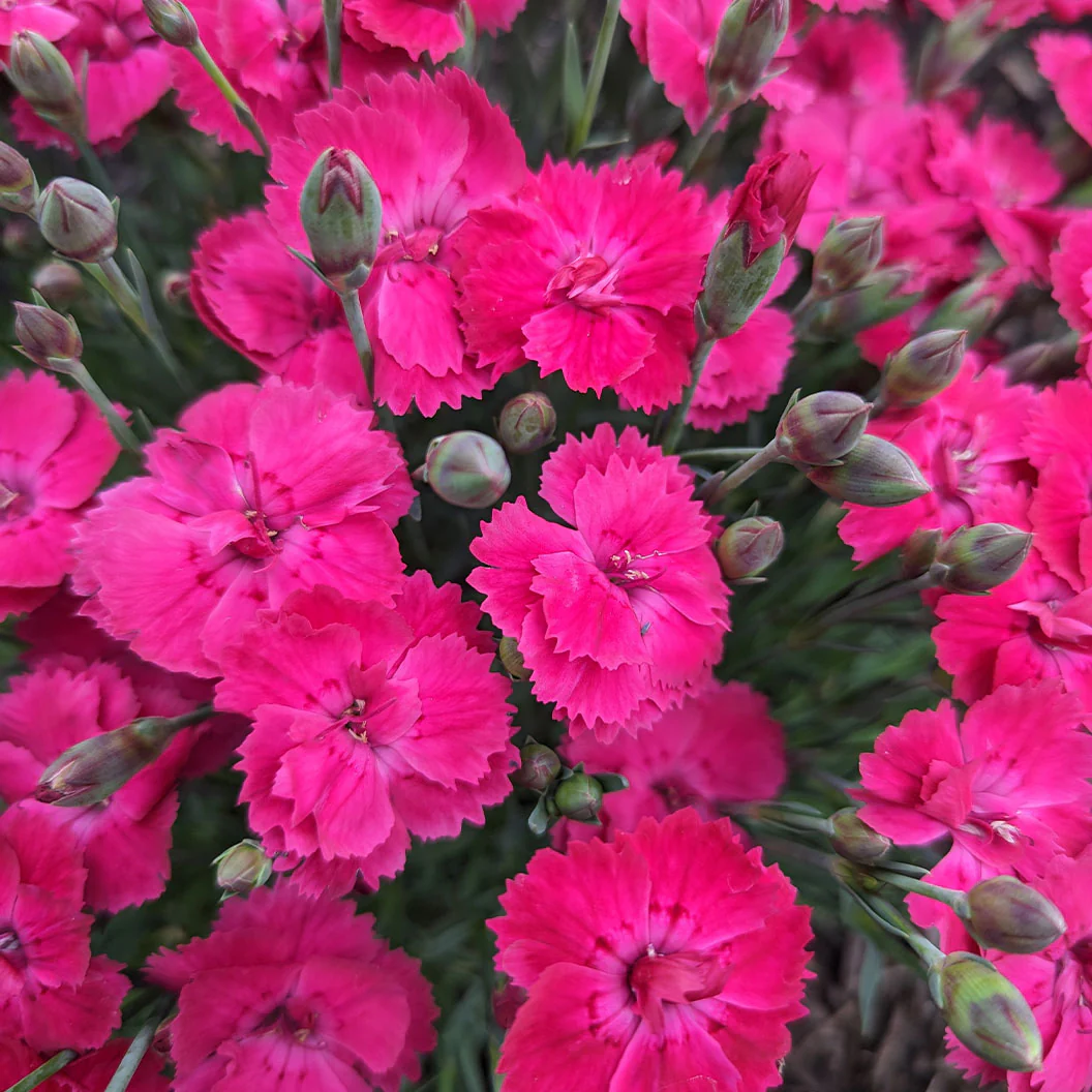 Glamour Time™ Dianthus Plant - Image 2