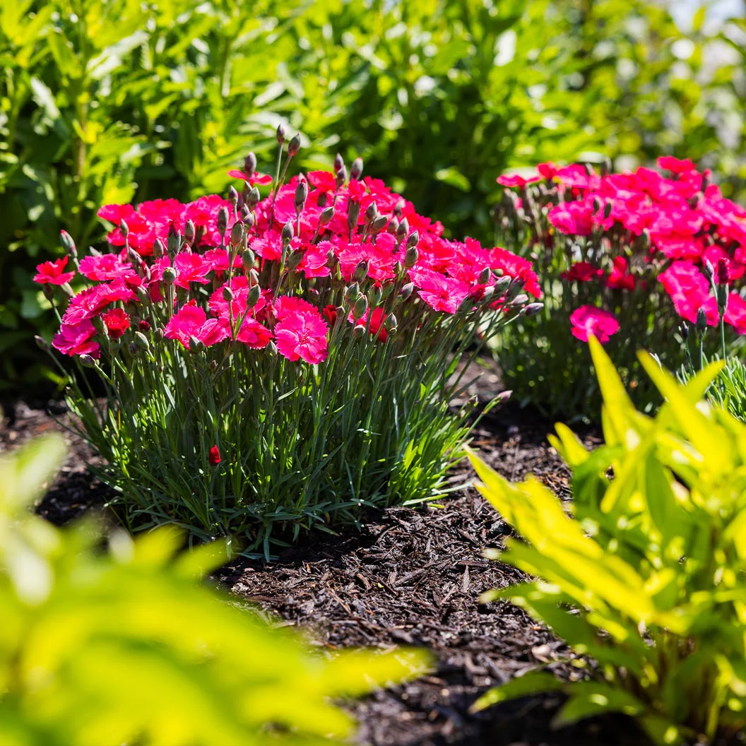 Glamour Time™ Dianthus Plant - Image 3
