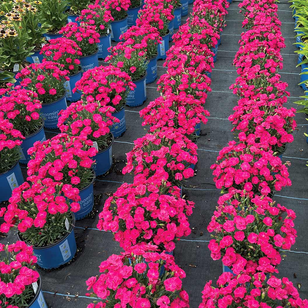 Glamour Time™ Dianthus Plant - Image 4