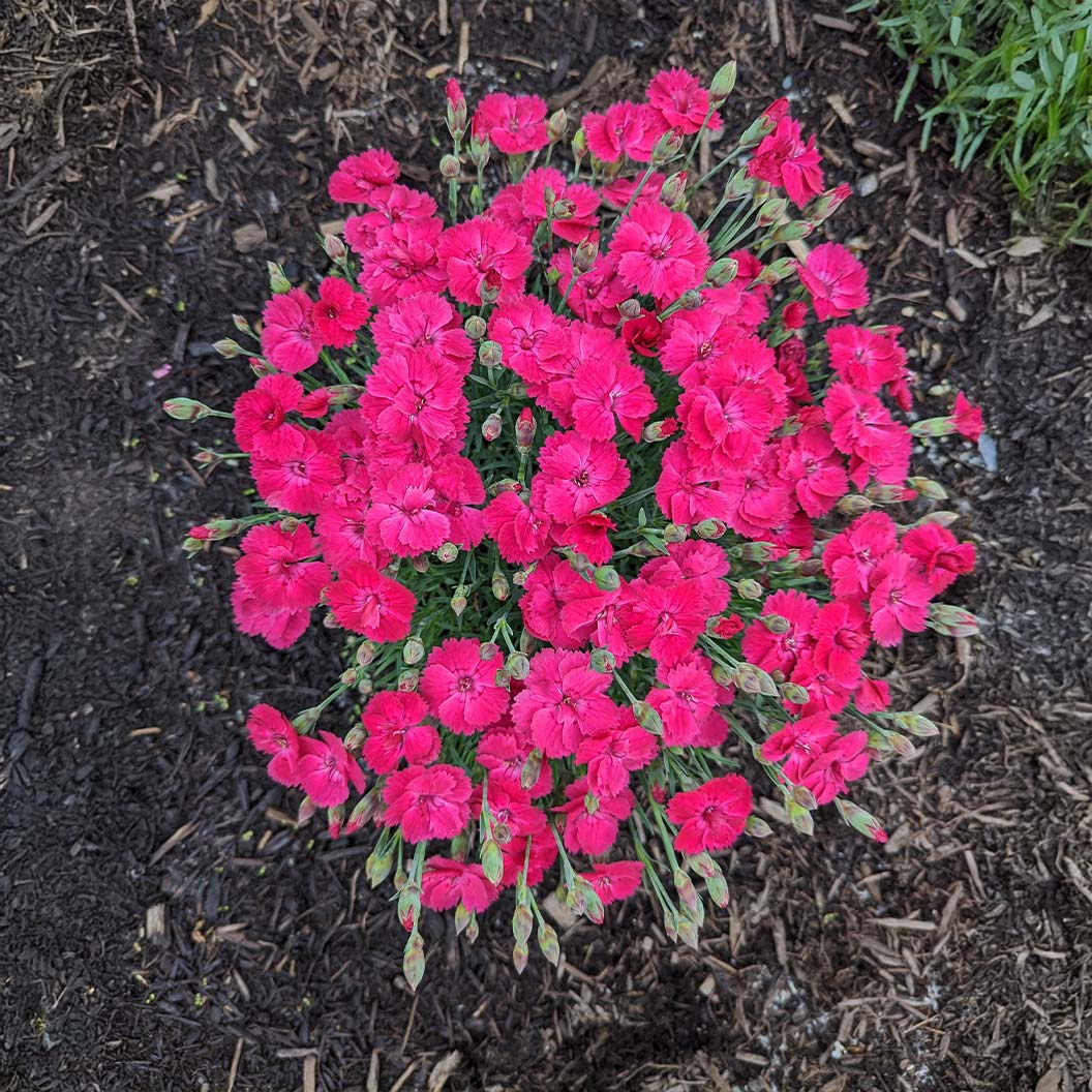 Glamour Time™ Dianthus Plant - Image 5