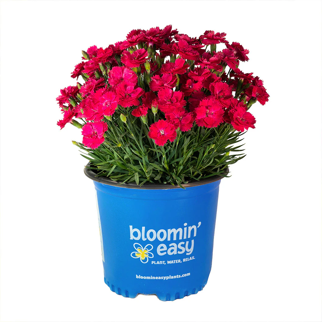 Glamour Time™ Dianthus Plant - Image 6
