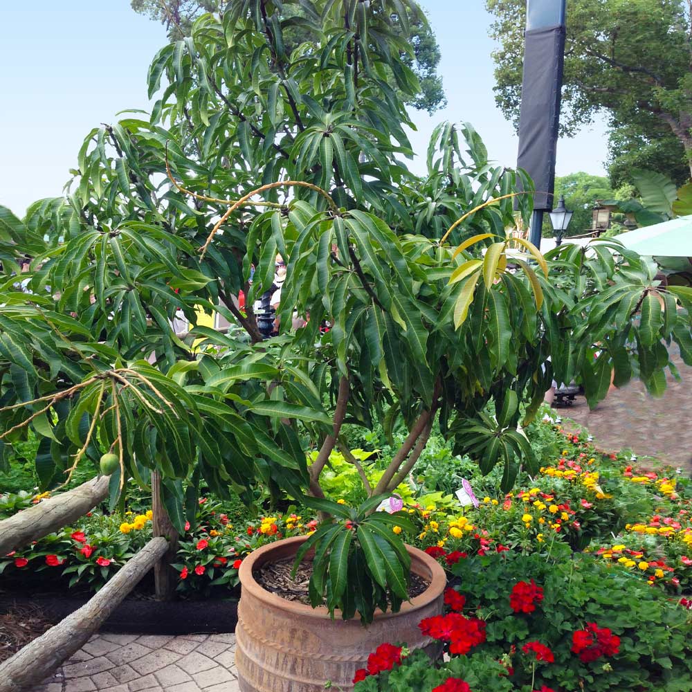 Glenn Mango Tree - Image 3