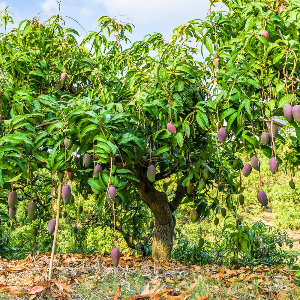 Glenn Mango Tree - Image 4