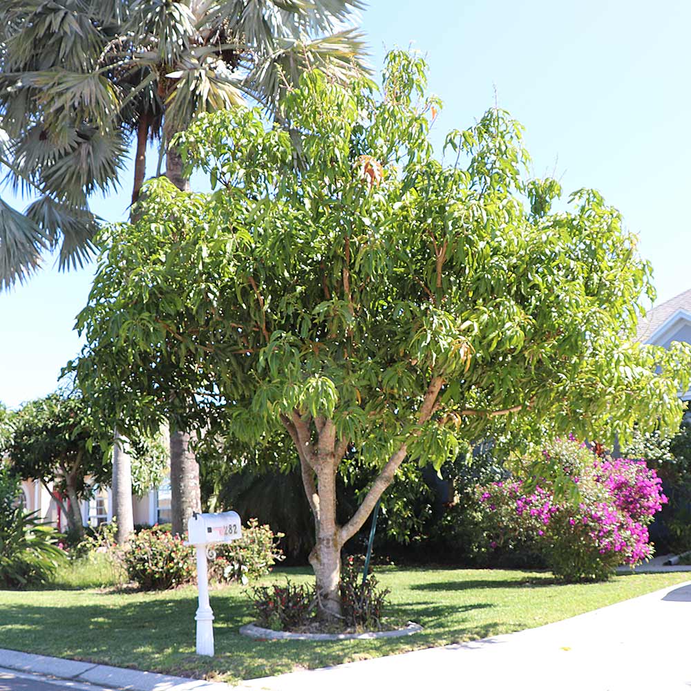 Glenn Mango Tree - Image 5