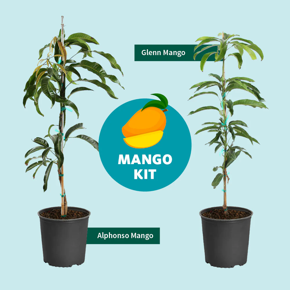Glenn Mango Tree - Image 7