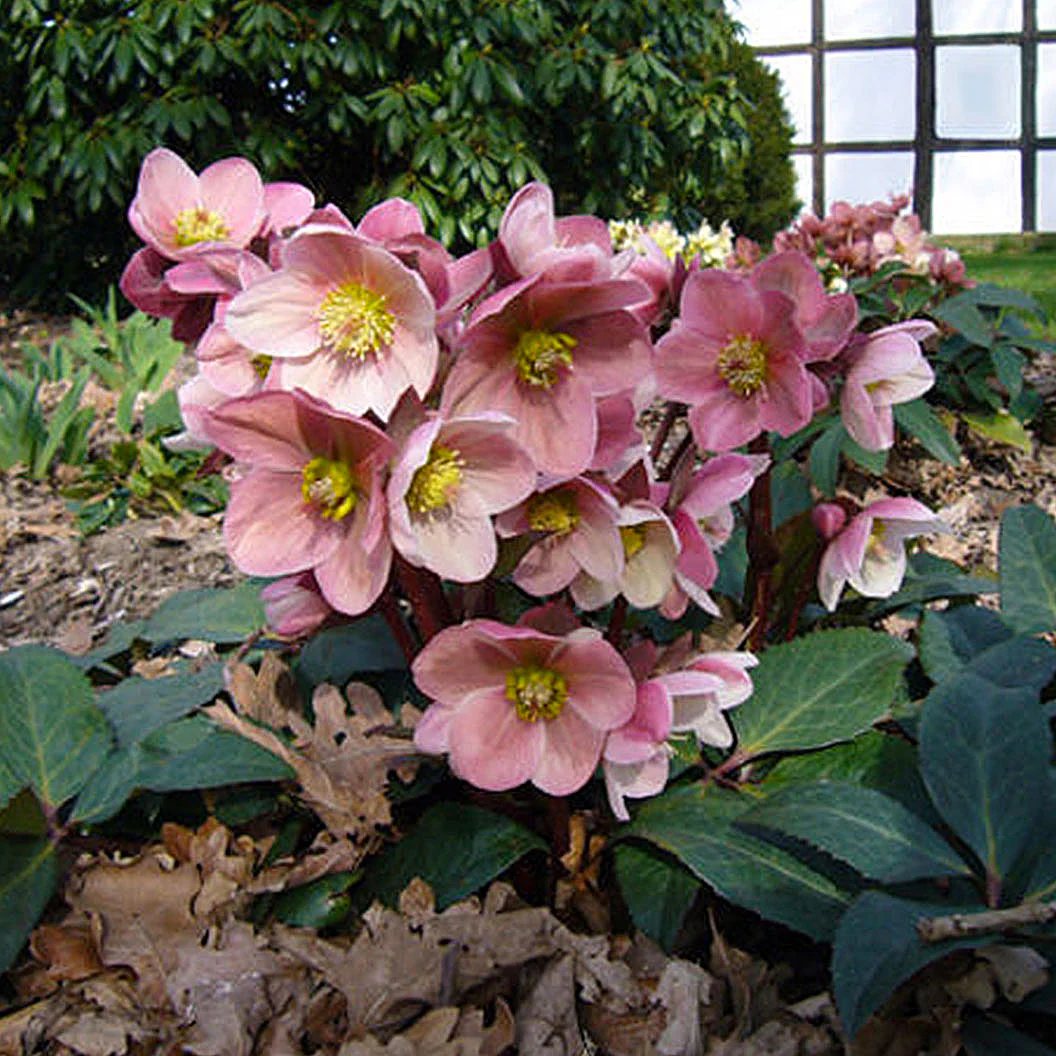 Gold Collection® Pink Frost Hellebore - Image 2