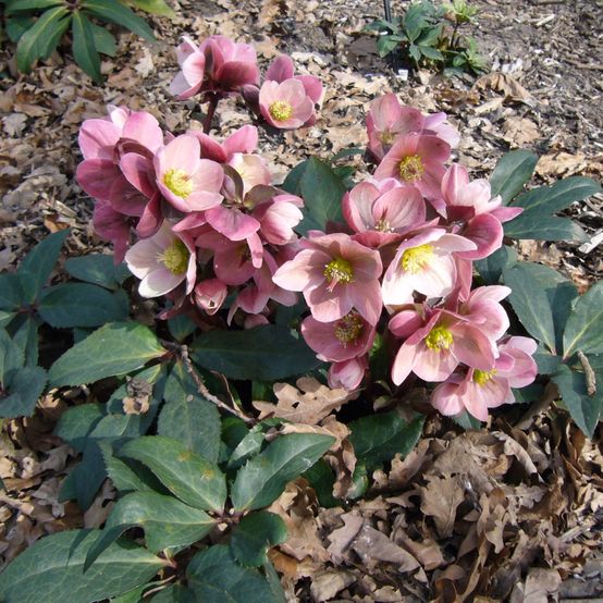 Gold Collection® Pink Frost Hellebore - Image 3