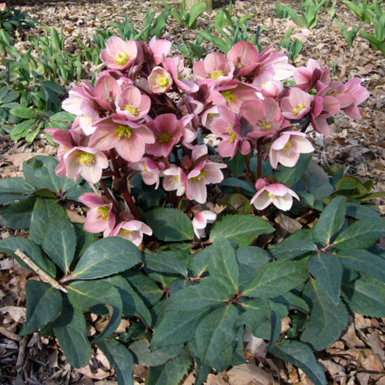 Gold Collection® Pink Frost Hellebore - Image 4