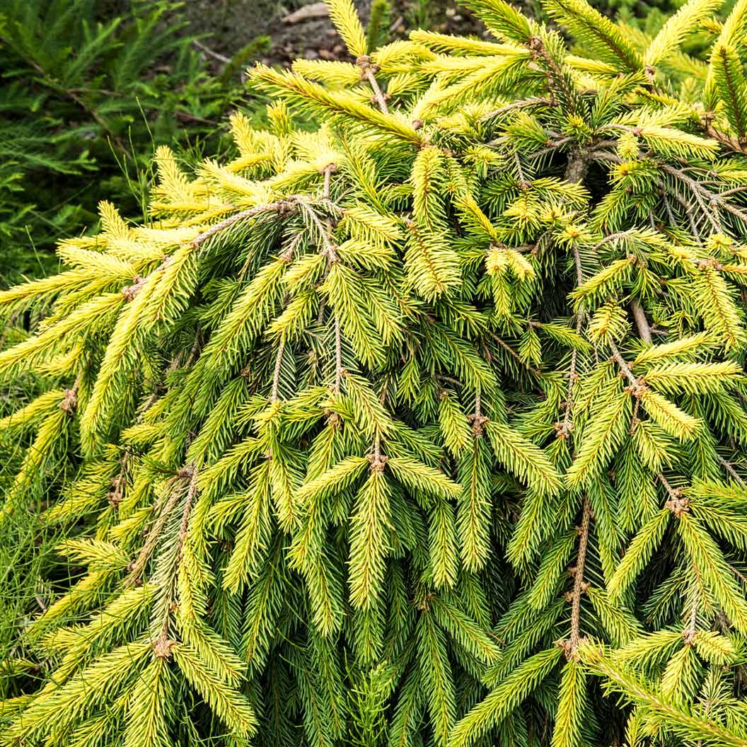 Gold Drift Norway Spruce Tree - Image 3