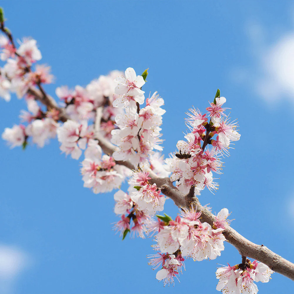 Gold Kist Apricot Tree - Image 4