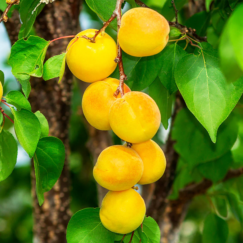 Gold Kist Apricot Tree - Image 2