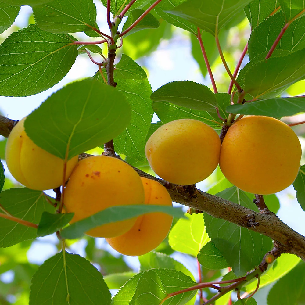 Gold Kist Apricot Tree - Image 3