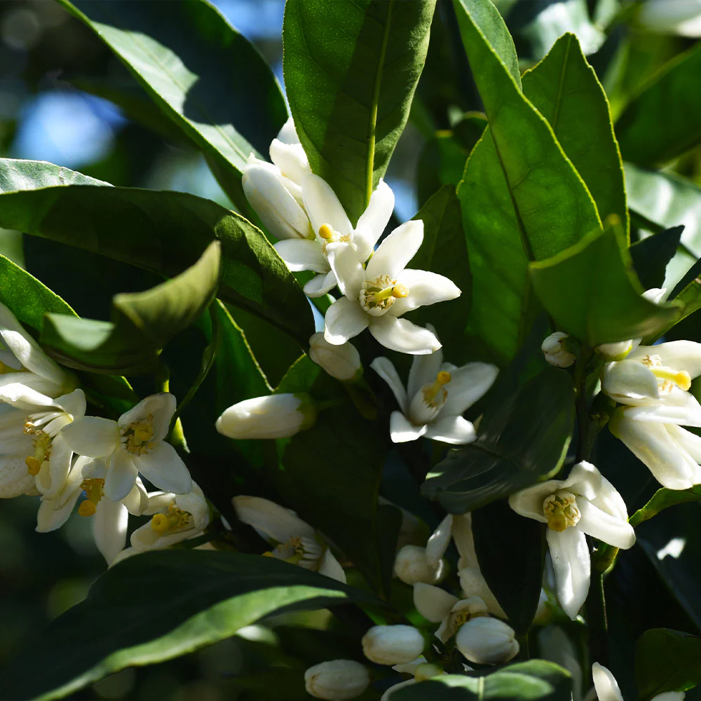 Gold Nugget Mandarin Tree - Image 5