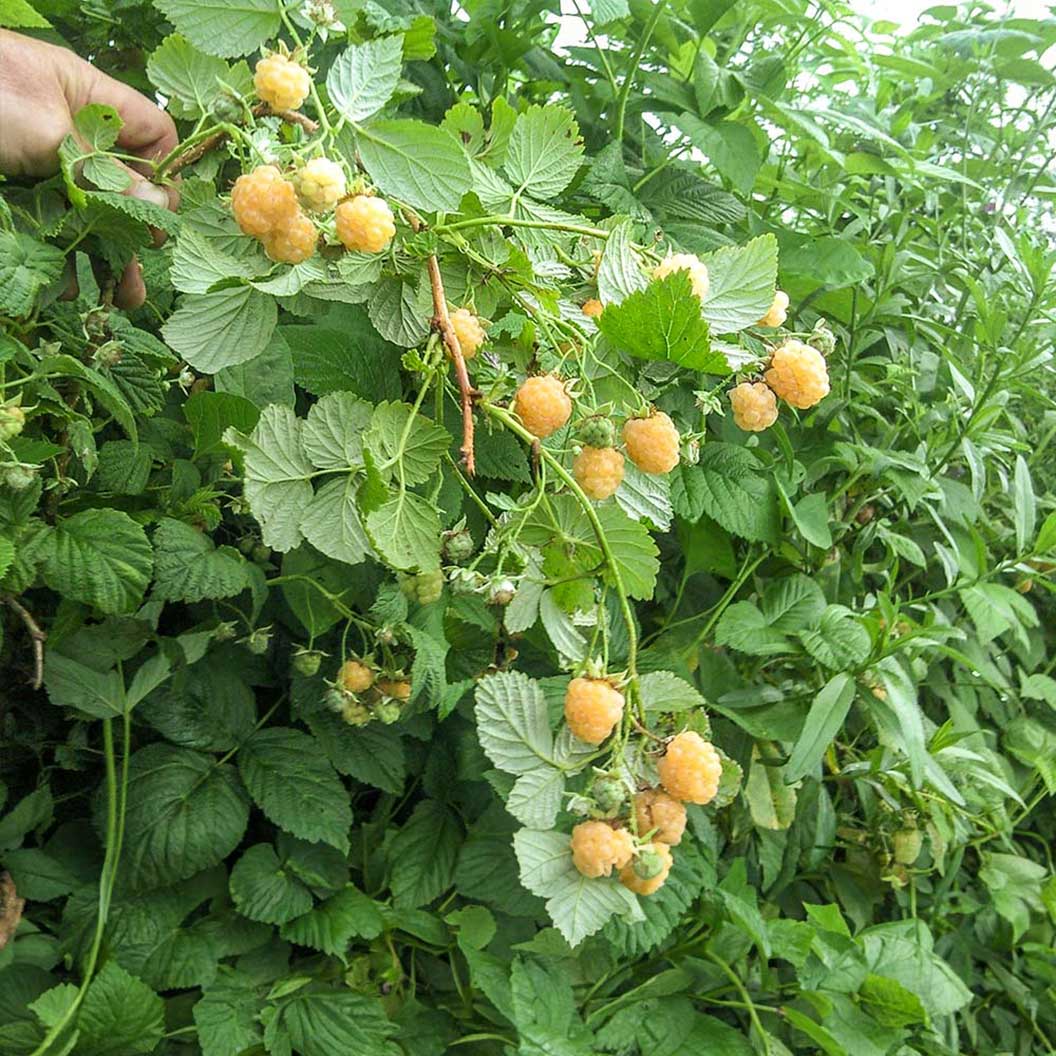 Golden Raspberry Bush - Image 3