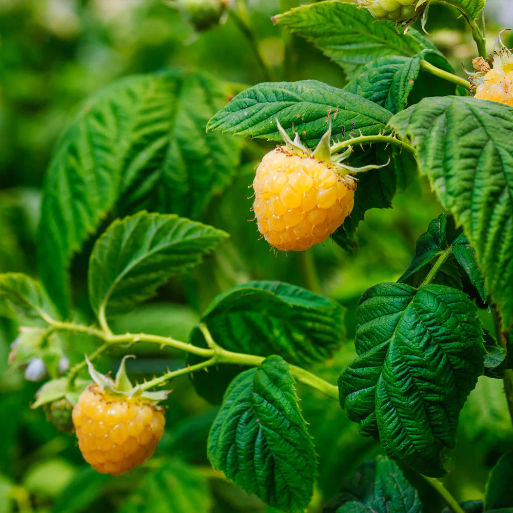 Golden Raspberry Bush - Image 5