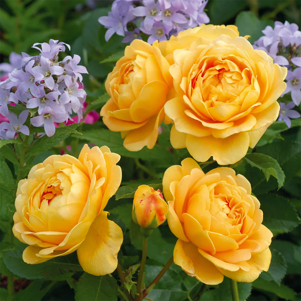 David Austin® Golden Celebration® English Shrub Rose - Image 2