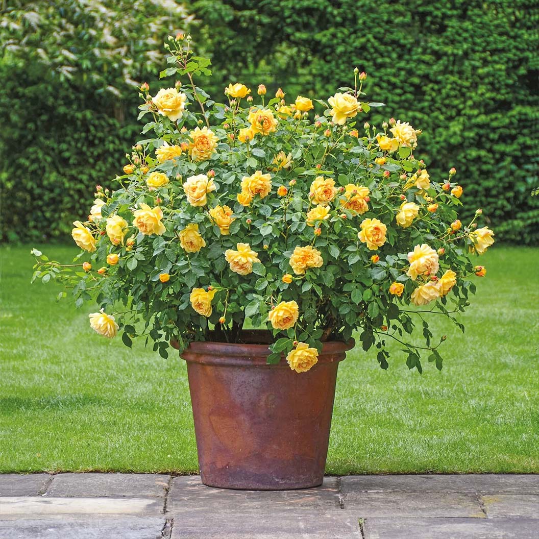 David Austin® Golden Celebration® English Shrub Rose - Image 3