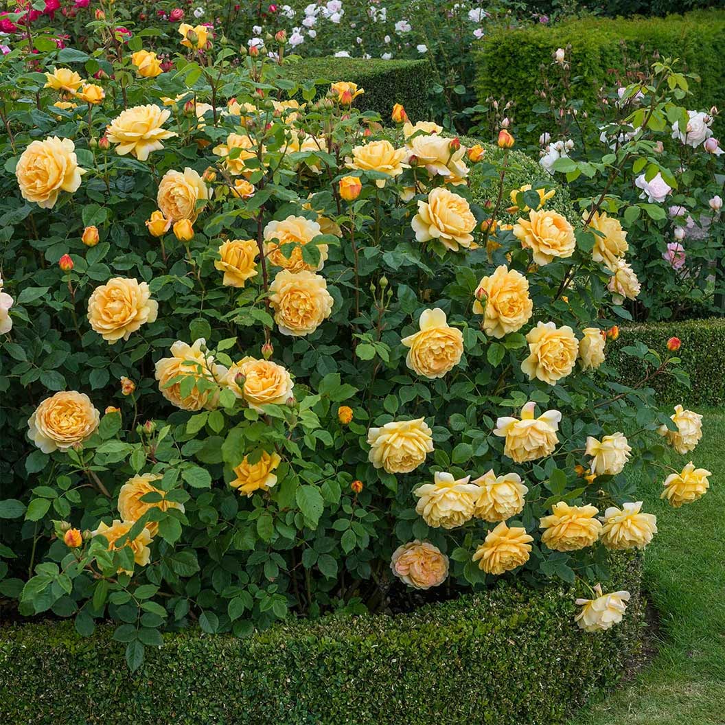 David Austin® Golden Celebration® English Shrub Rose - Image 4