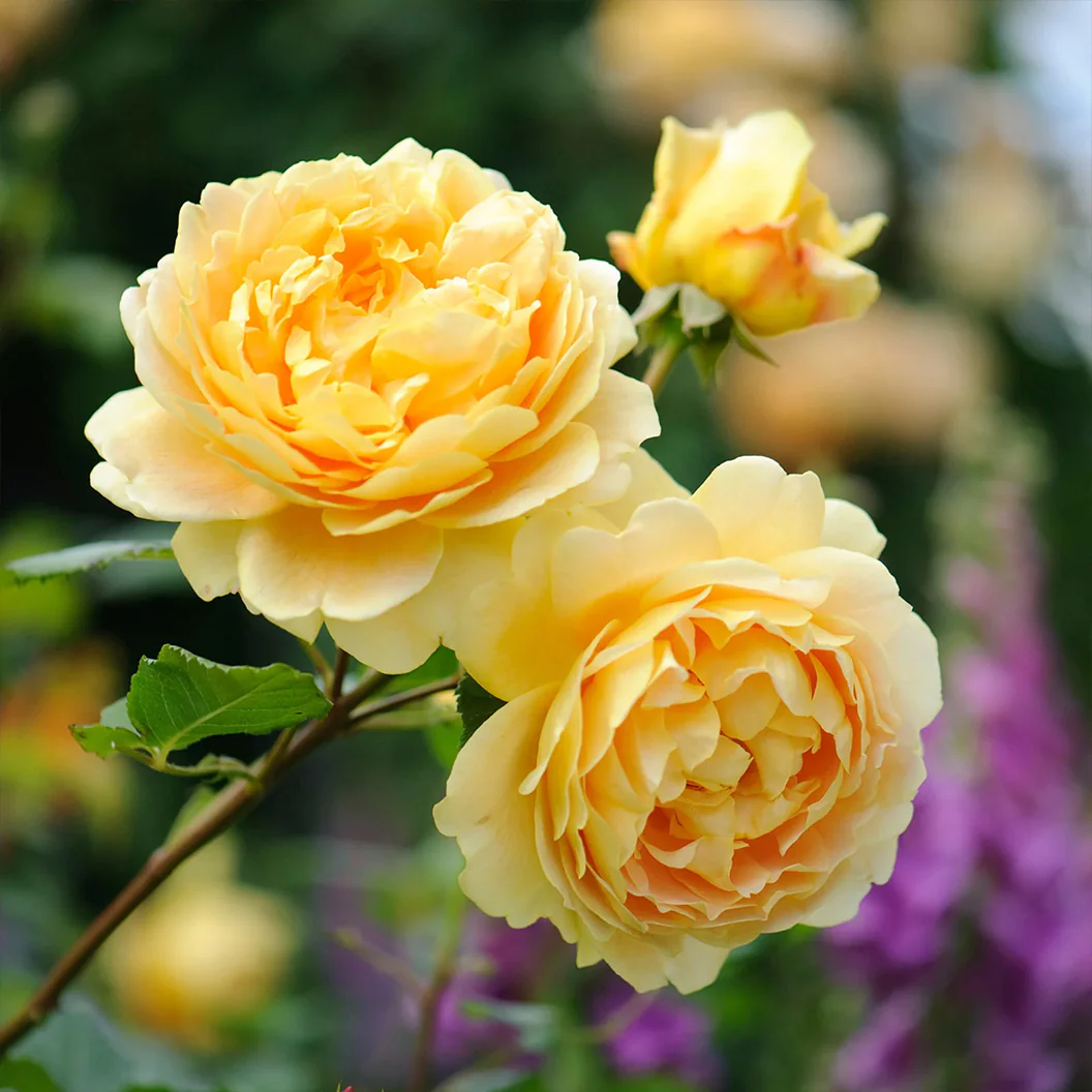 David Austin® Golden Celebration® English Shrub Rose - Image 5