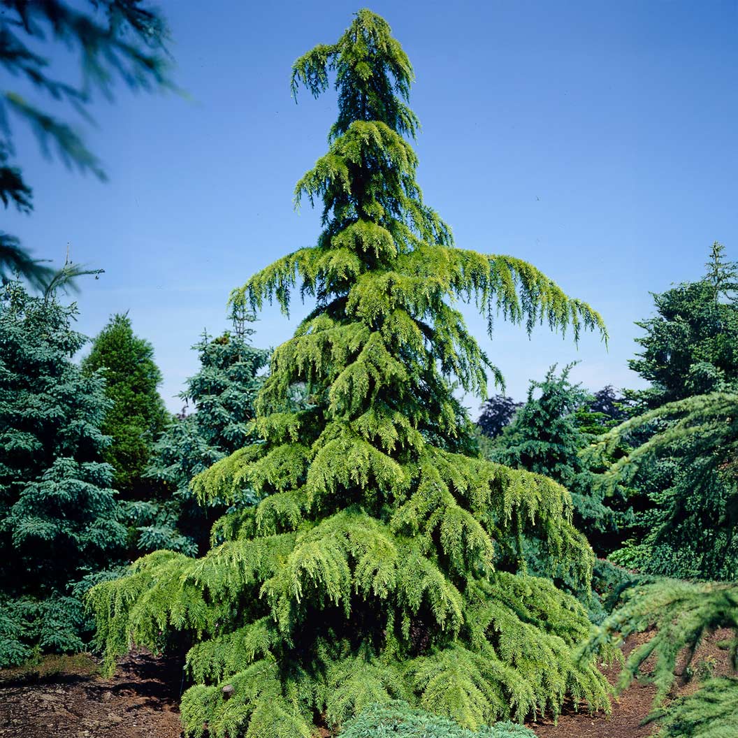 Golden Deodar Cedar Tree - Image 2