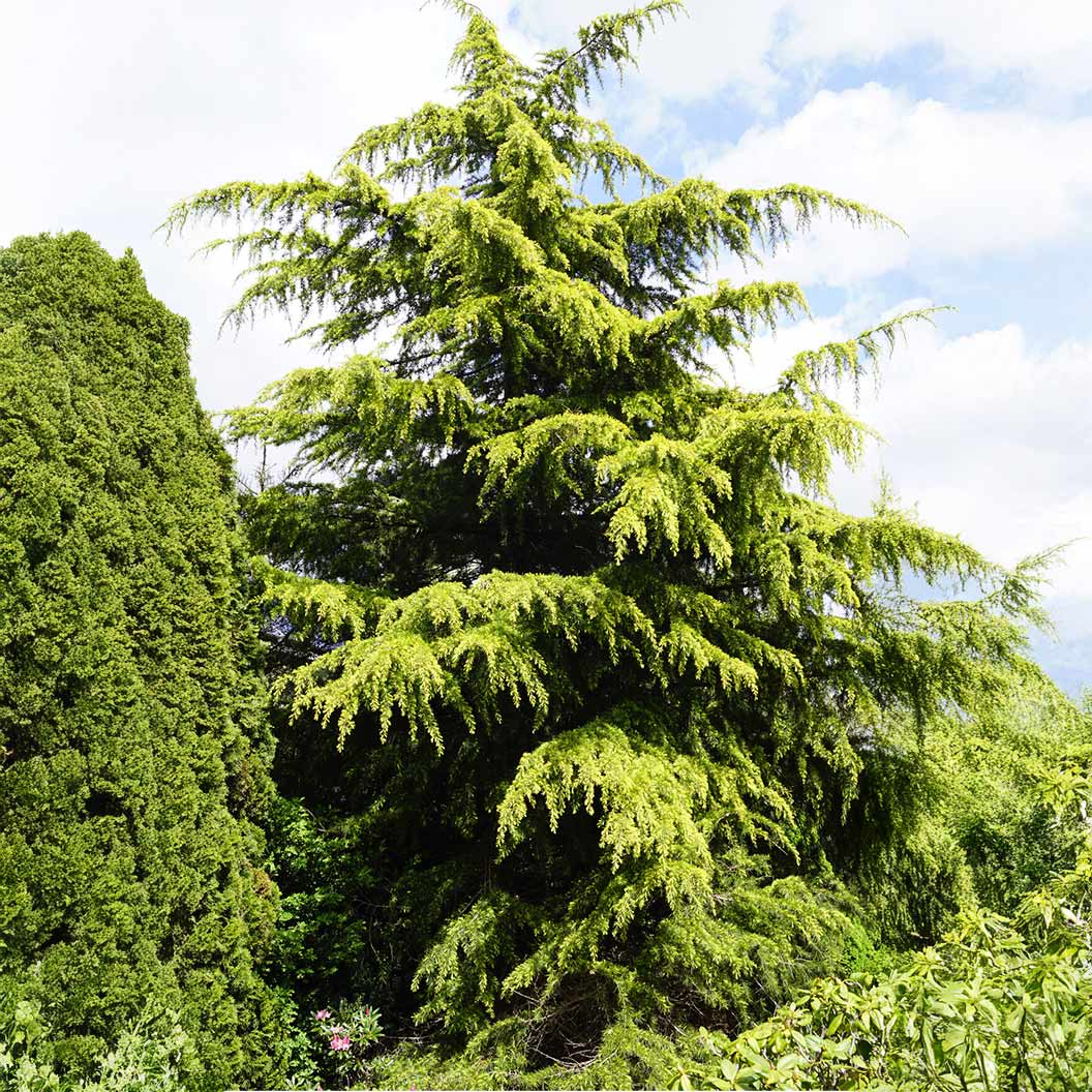 Golden Deodar Cedar Tree - Image 3